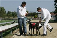 dostihy_chrtu_Secret_Greyhound_Race_Czech_Greyhound_Racing_Federation_NQ1M8363.JPG