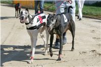 dostihy_chrtu_Secret_Greyhound_Race_Czech_Greyhound_Racing_Federation_NQ1M8370.JPG