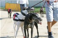 dostihy_chrtu_Secret_Greyhound_Race_Czech_Greyhound_Racing_Federation_NQ1M8371.JPG