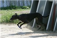dostihy_chrtu_Secret_Greyhound_Race_Czech_Greyhound_Racing_Federation_NQ1M8606.JPG
