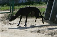 dostihy_chrtu_Secret_Greyhound_Race_Czech_Greyhound_Racing_Federation_NQ1M8607.JPG