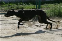 dostihy_chrtu_Secret_Greyhound_Race_Czech_Greyhound_Racing_Federation_NQ1M8608.JPG