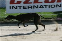 dostihy_chrtu_Secret_Greyhound_Race_Czech_Greyhound_Racing_Federation_NQ1M8612.JPG