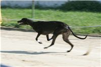 dostihy_chrtu_Secret_Greyhound_Race_Czech_Greyhound_Racing_Federation_NQ1M8616.JPG