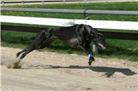 dostihy_chrtu_Secret_Greyhound_Race_Czech_Greyhound_Racing_Federation_NQ1M8634.JPG