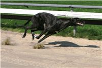 dostihy_chrtu_Secret_Greyhound_Race_Czech_Greyhound_Racing_Federation_NQ1M8635.JPG