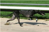 dostihy_chrtu_Secret_Greyhound_Race_Czech_Greyhound_Racing_Federation_NQ1M8636.JPG