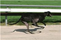 dostihy_chrtu_Secret_Greyhound_Race_Czech_Greyhound_Racing_Federation_NQ1M8638.JPG