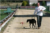 dostihy_chrtu_Secret_Greyhound_Race_Czech_Greyhound_Racing_Federation_NQ1M8640.JPG
