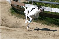 dostihy_chrtu_Secret_Greyhound_Race_Czech_Greyhound_Racing_Federation_NQ1M8658.JPG