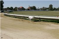 Czech_Greyhound_Racing_Federation_NQ1M8948.JPG