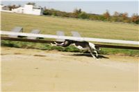 Czech_Greyhound_Racing_Federation_NQ1M8950.JPG