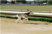 Czech_Greyhound_Racing_Federation_NQ1M8969.JPG