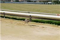 Czech_Greyhound_Racing_Federation_NQ1M8988.JPG