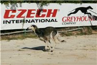 Czech_Greyhound_Racing_Federation_NQ1M9024.JPG