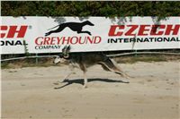 Czech_Greyhound_Racing_Federation_NQ1M9026.JPG