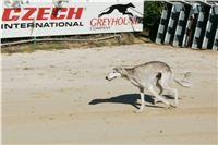 Czech_Greyhound_Racing_Federation_NQ1M9031.JPG
