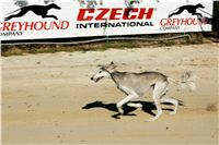 Czech_Greyhound_Racing_Federation_NQ1M9032.JPG