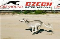Czech_Greyhound_Racing_Federation_NQ1M9034.JPG