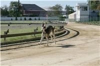Czech_Greyhound_Racing_Federation_NQ1M9046.JPG