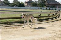 Czech_Greyhound_Racing_Federation_NQ1M9053.JPG