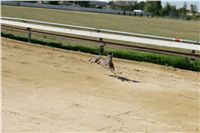 Czech_Greyhound_Racing_Federation_NQ1M9068.JPG