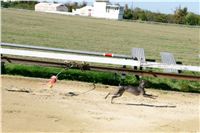 Czech_Greyhound_Racing_Federation_NQ1M9084.JPG