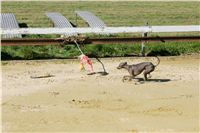 Czech_Greyhound_Racing_Federation_NQ1M9089.JPG