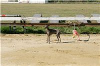 Czech_Greyhound_Racing_Federation_NQ1M9096.JPG