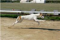 Czech_Greyhound_Racing_Federation_NQ1M9106.JPG