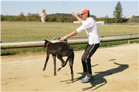 Czech_Greyhound_Racing_Federation_NQ1M9120.JPG