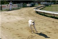 Czech_Greyhound_Racing_Federation_NQ1M9133.JPG