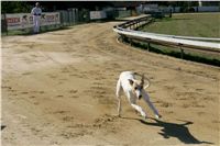Czech_Greyhound_Racing_Federation_NQ1M9134.JPG