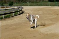 Czech_Greyhound_Racing_Federation_NQ1M9141.JPG