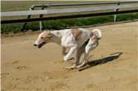 Czech_Greyhound_Racing_Federation_NQ1M9142.JPG