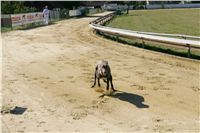 Czech_Greyhound_Racing_Federation_NQ1M9160.JPG