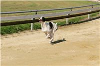 Czech_Greyhound_Racing_Federation_NQ1M9182.JPG