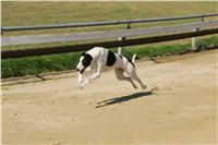 Czech_Greyhound_Racing_Federation_NQ1M9183.JPG