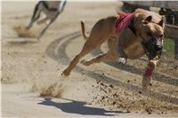 greyhound_Lemon_Moet_Czech_Greyhound_Racing_Federation_DSC00371.jpg