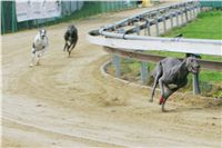 chrti_trenink_8-10-2011_Czech_Greyhound_Racing_Federation_NQ1M0010.JPG