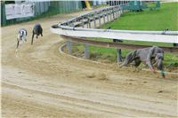 chrti_trenink_8-10-2011_Czech_Greyhound_Racing_Federation_NQ1M0011.JPG