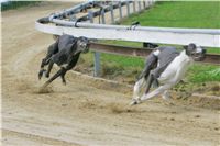 chrti_trenink_8-10-2011_Czech_Greyhound_Racing_Federation_NQ1M0014.JPG