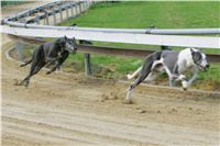 chrti_trenink_8-10-2011_Czech_Greyhound_Racing_Federation_NQ1M0015.JPG