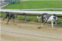 chrti_trenink_8-10-2011_Czech_Greyhound_Racing_Federation_NQ1M0016.JPG