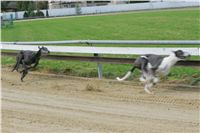 chrti_trenink_8-10-2011_Czech_Greyhound_Racing_Federation_NQ1M0017.JPG
