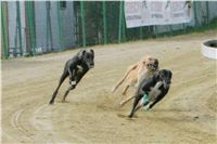 chrti_trenink_8-10-2011_Czech_Greyhound_Racing_Federation_NQ1M0036.JPG