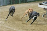 chrti_trenink_8-10-2011_Czech_Greyhound_Racing_Federation_NQ1M0037.JPG