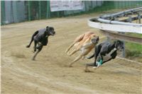 chrti_trenink_8-10-2011_Czech_Greyhound_Racing_Federation_NQ1M0038.JPG