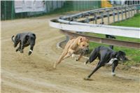 chrti_trenink_8-10-2011_Czech_Greyhound_Racing_Federation_NQ1M0039.JPG