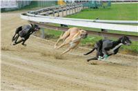 chrti_trenink_8-10-2011_Czech_Greyhound_Racing_Federation_NQ1M0040.jpg